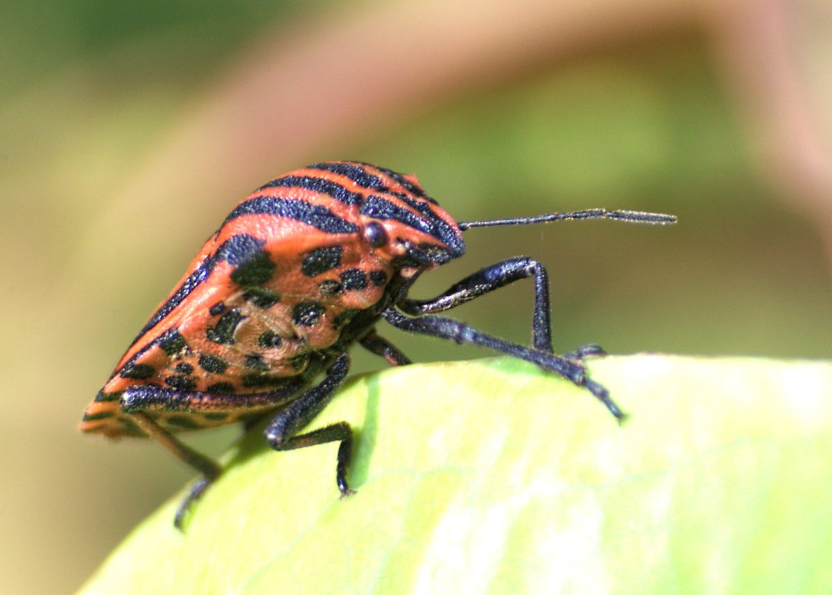 Graphosoma lineatum italicum